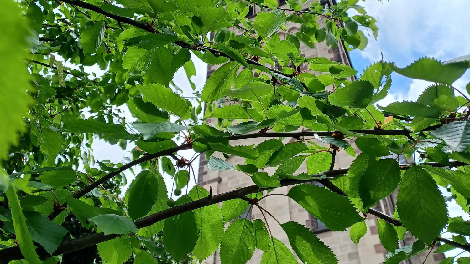 Grüne Blätter eines Baumes vor einem Kirchturm